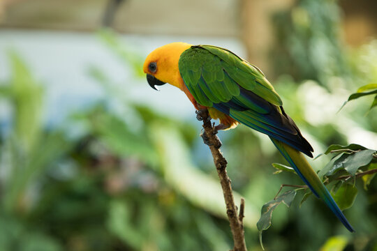 parrot Aratinga jandaya sits with a large litter