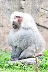 A sitting and resting baboon, photographed at the Changsha Ecological Zoo in China.