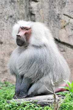 A sitting and resting baboon, photographed at the Changsha Ecological Zoo in China.