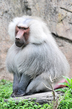 A sitting and resting baboon, photographed at the Changsha Ecological Zoo in China.