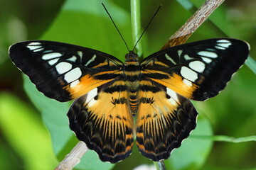 Papillon exotique, noir et jaune avec des rond blancs