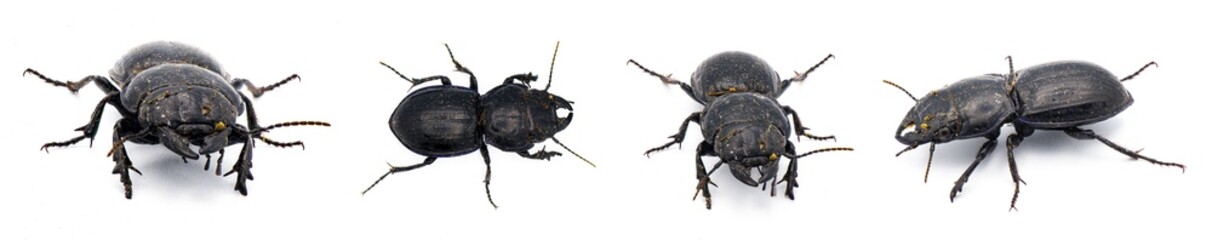 Moderately smooth warrior beetle - Pasimachus sublaevis - isolated on white background.  taken after found coming out of dirt and leaf litter so it’s filthy and dirty. Four views