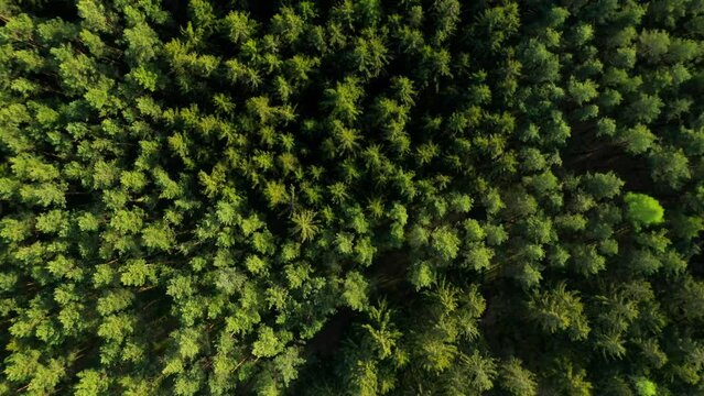 Tree tops from above. Pine forest is a natural resource. Forestry and agriculture theme.	