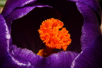 Crocus violet avec un coeur orange très lumineux