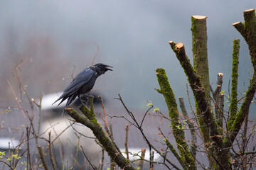 a wet common raven, corvus corax, perched on a tree trunk at a rainy spring day