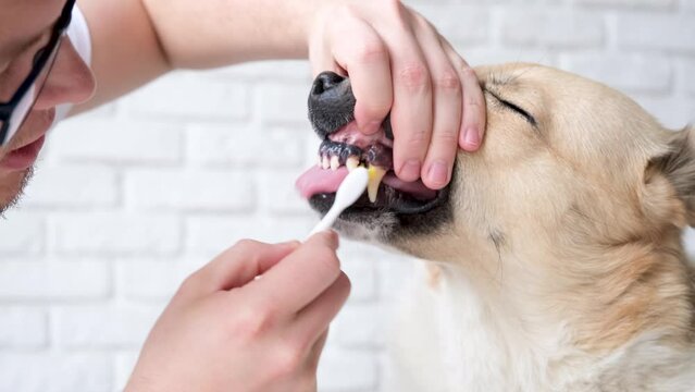 Pet care. Owner brushing teeth of cute mixed breed dog at home