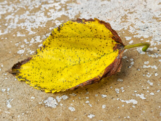 Autumn leaf fallen