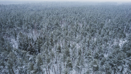 Aerial view of the snowy pine forest. Winter landscape. 