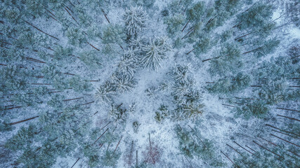 Top down view of the snowy pine forest. 
