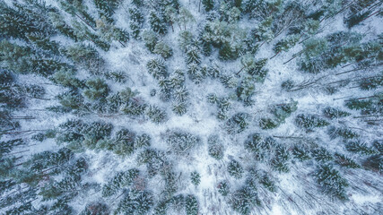 Top down view of the snowy pine forest.  © Jakub Łukasik
