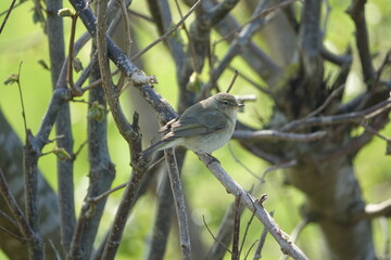 chiffchaff (Phylloscopus collybita) perched in hedgerow, summer visitor to the UK