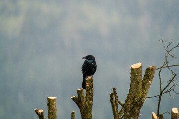 a wet common raven, corvus corax, perched on a tree trunk at a rainy spring day