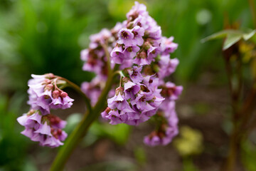 Close-up of purple flowers close-up