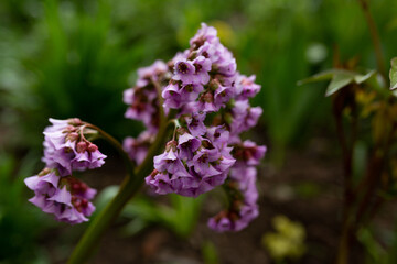 Close-up of purple flowers close-up