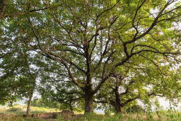 Oak tree, Cerro. Quercus cerris Cerro