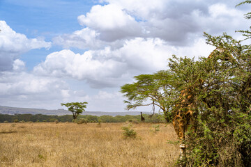 Wildlife in Nakuru National Park, Kenya