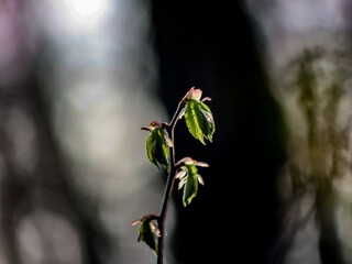 the first leaves on the branches