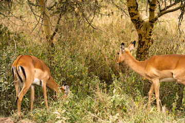 Wildlife in Nakuru National Park, Kenya