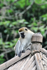 Fototapeta premium Climbing long tailed monkey/ guenon /langur , photographed at the Ecological Zoo in Changsha, China.