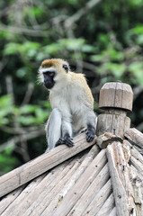 Climbing long tailed monkey/ guenon /langur , photographed at the Ecological Zoo in Changsha, China.