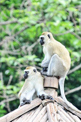 Climbing long tailed monkey/ guenon /langur , photographed at the Ecological Zoo in Changsha, China.