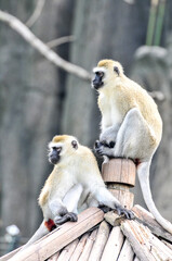 Climbing long tailed monkey/ guenon /langur , photographed at the Ecological Zoo in Changsha, China.