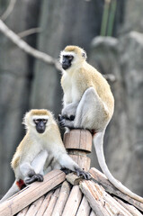 Climbing long tailed monkey/ guenon /langur , photographed at the Ecological Zoo in Changsha, China.