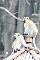 Climbing long tailed monkey/ guenon /langur , photographed at the Ecological Zoo in Changsha, China.