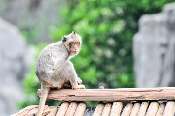 Climbing long tailed monkey/ guenon /langur , photographed at the Ecological Zoo in Changsha, China.