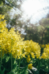 太陽に照らされた黄色い花