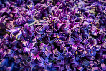 Purple hyacinths in a garden in spring.