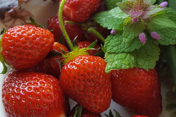 frische rote Erdbeeren liegen auf einem Teller garniert mit einer Blüte der Taubnessel -gepflückt...