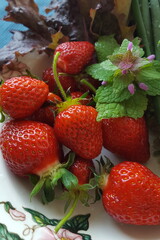 frische rote Erdbeeren liegen auf einem Teller garniert mit einer Blüte der Taubnessel -gepflückt...