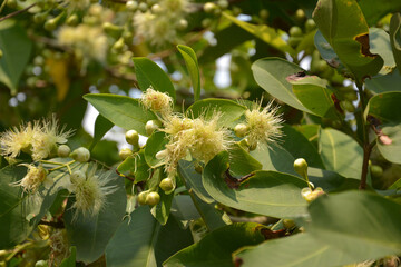 flower of Syzygium samarangense blossoms on the branch in sunny afternoon