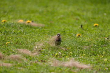 a sparrow is collect dog hairs for the nest building at a spring day