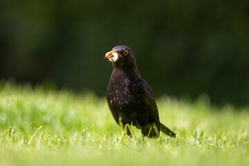 a blackbird, turdus merula, with worm in your beak on the green lawn at a sunny spring day