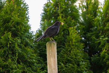 a blackbird, turdus merula, with worm in your beak is perching on a fence post