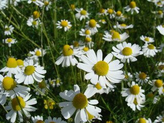 Fototapeta premium Heilpflanze Matricaria chamomilla Echte Kamille Feld mit vielen Pflanzen Blumenwiese