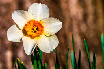 White and orange daffodil © Lynn