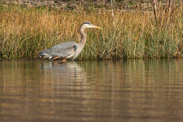Great blue heron (Ardea herodias) hunting in shallow water – Baum Lake – Shasta County, Calfornia, USA.