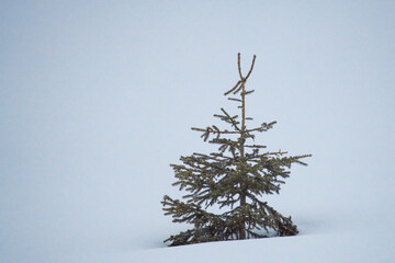 a cold, foggy and snowy spring morning on the mountains