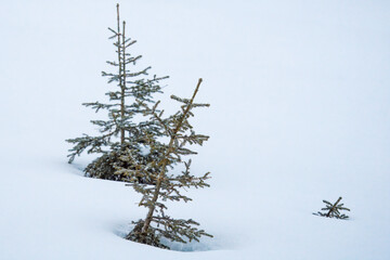 a cold, foggy and snowy spring morning on the mountains