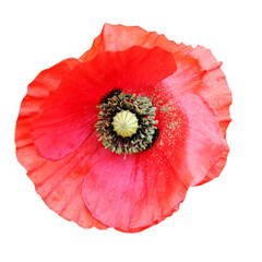 
A single poppy flower, cut out on a transparent background