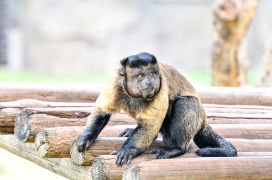 The black hat hanging monkey, Sapajus apella in frolicking, photographed at the Ecological Zoo in Changsha, China.
