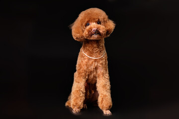 Red miniature poodle on a black background. Studio photo