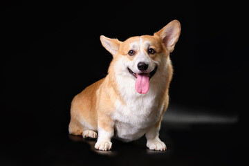 A corgi dog on a black background. Studio photo