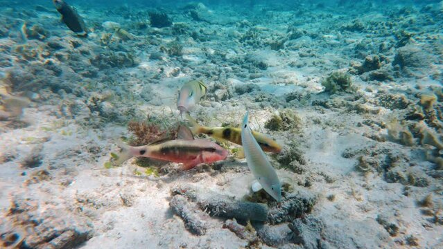 Mullus barbatus fish with their long whiskers explore sandy tropical bottom in search of invertebrate food bottom animals invertebrates. Colorful Labridae fish swim underwater in caustic rays of light