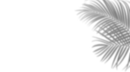 Silhouette Black And Transparent Photo Of A Palm Tree Leaf On A Transparent Background - Perfect For Tropical Design And Decor Plant Monstera Shadows Transparent PNG  