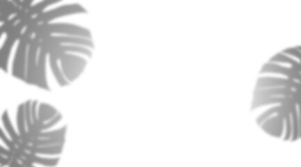 Silhouette Stock Photos Of Three Leaves On Transparent Backgrounds In Three Different Colors - Perfect For Nature Or Design Projects! Plant Monstera Shadows Transparent PNG   © Damjan