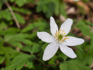 White flower of the species Anemonoides nemorosa (the wood anemone). Selective focus, blurred effect. Stamens with white filaments and yellow anthers
